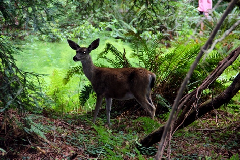 ���� ���